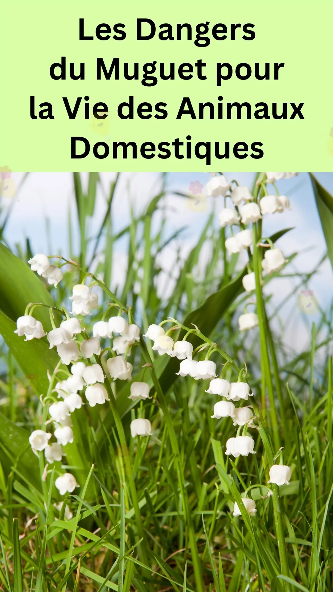 Éviter d'exposer votre animal aux dangers de la fleur de Mai 