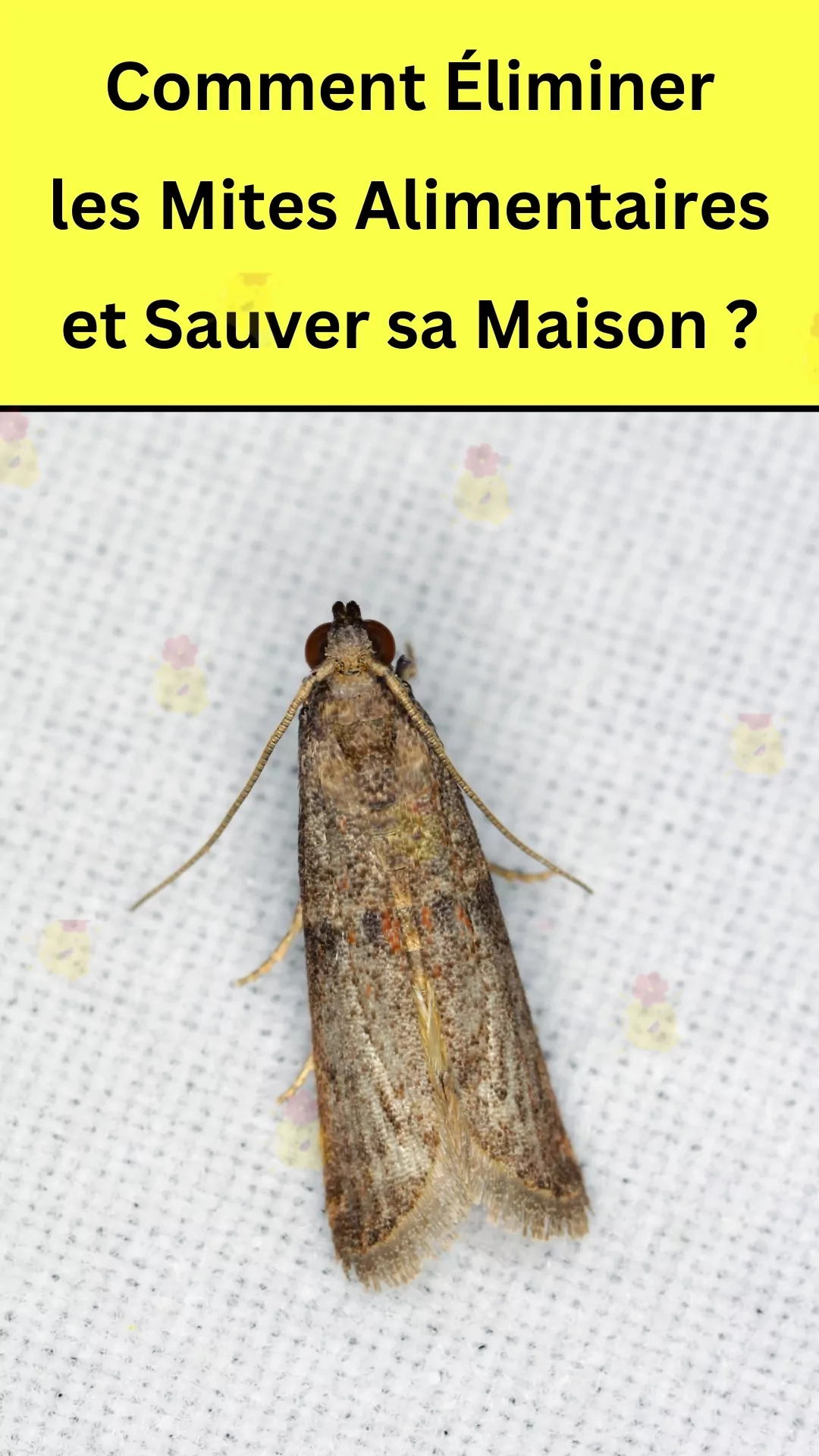 Renseignements sur les papillons des céréales et leurs répulsifs 