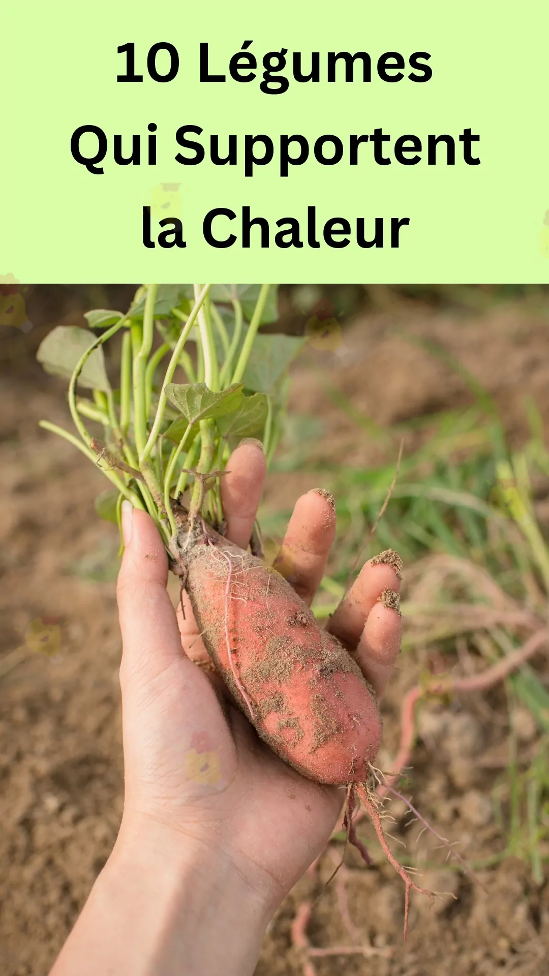 Légumes qui s’adaptent à la chaleur 