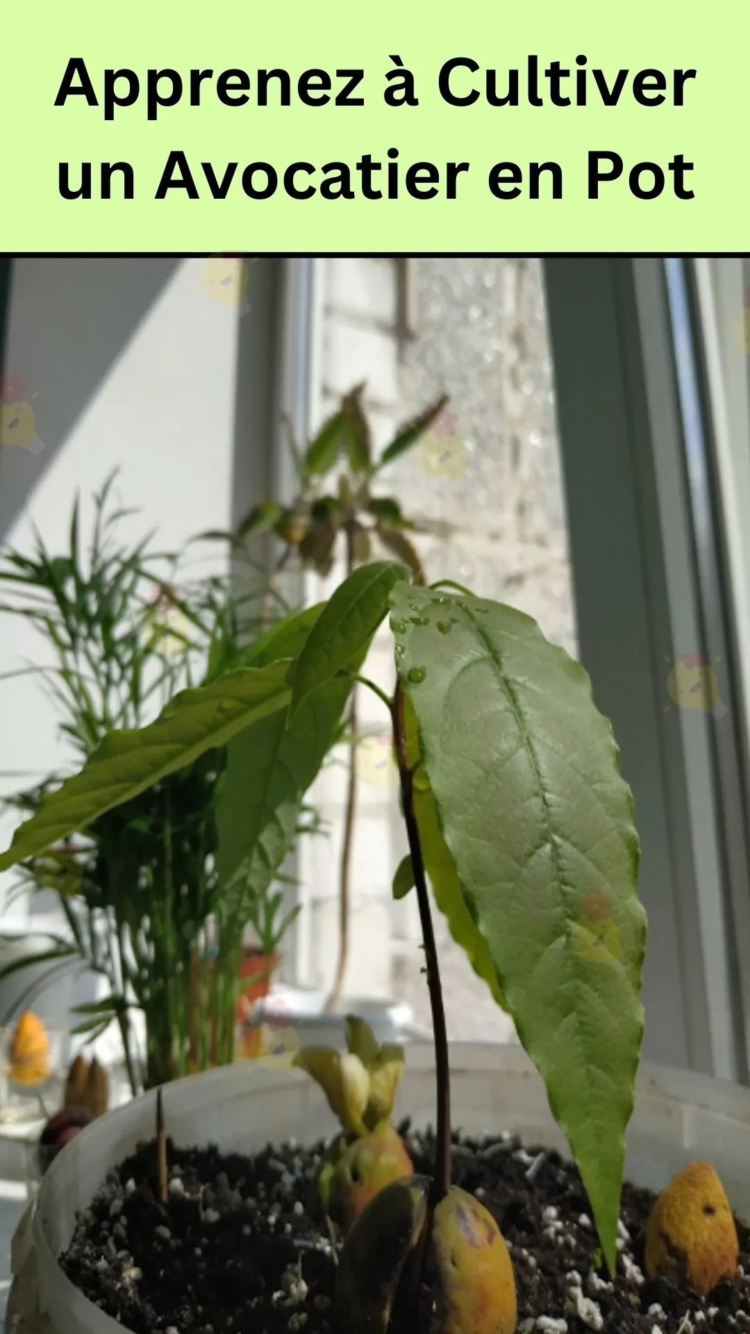 Culture d’un avocatier  