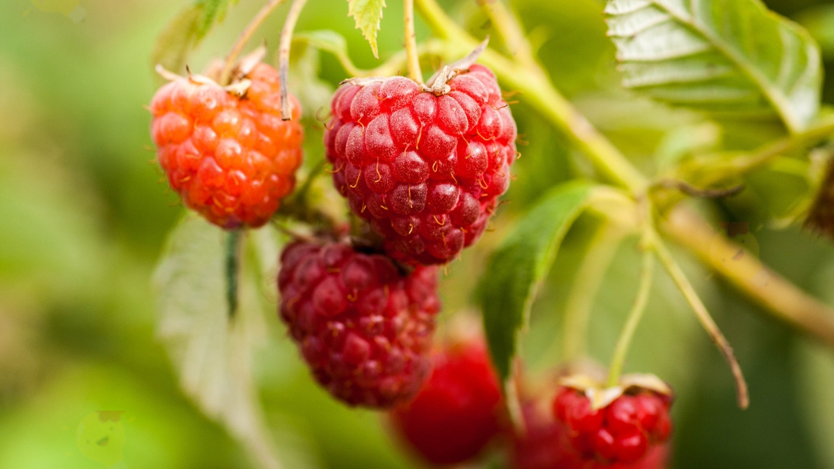 Comment Avoir votre Propre Récolte de Framboises?