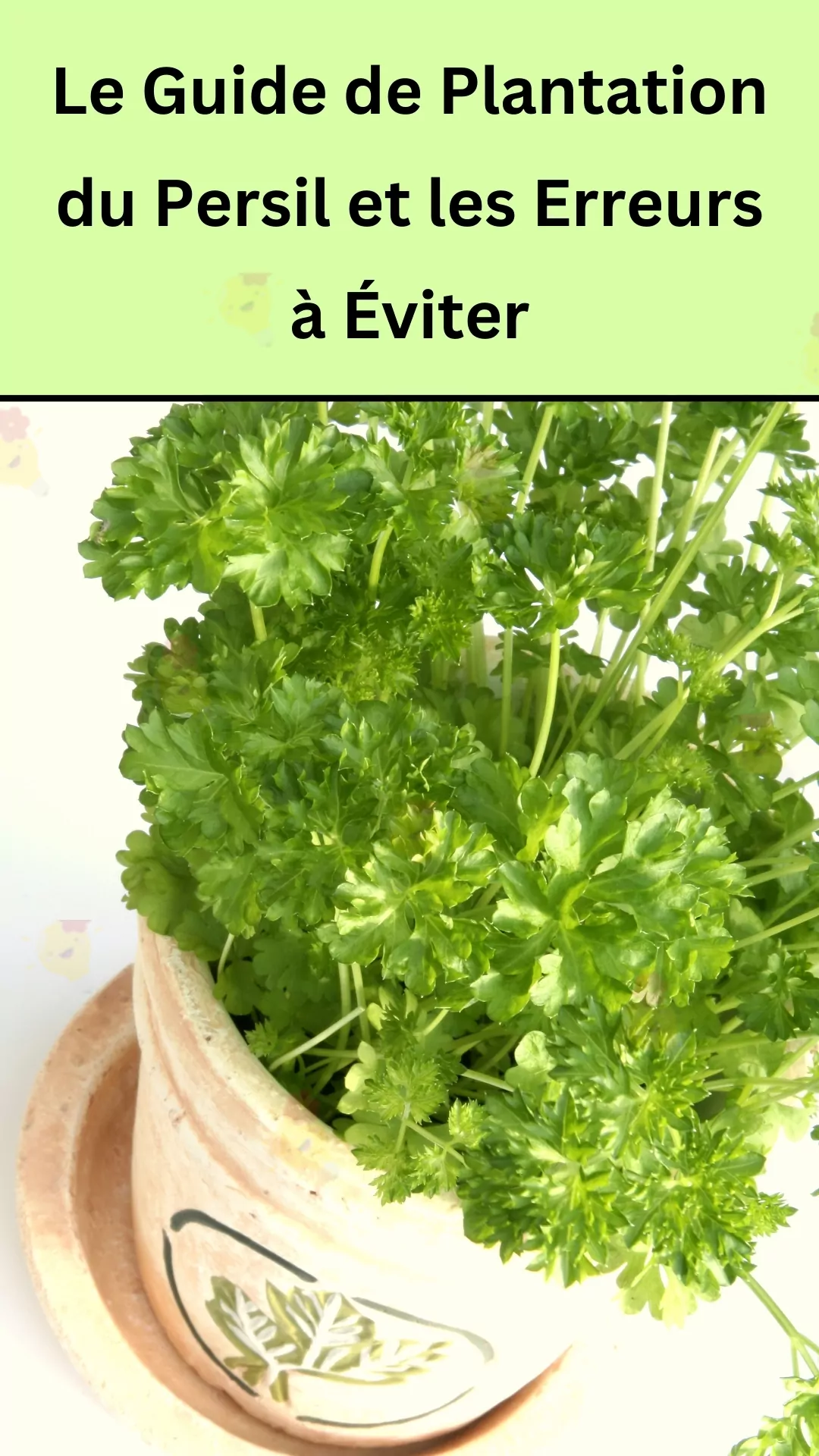 Appliquer les bons conseils en plantant des herbes vertes