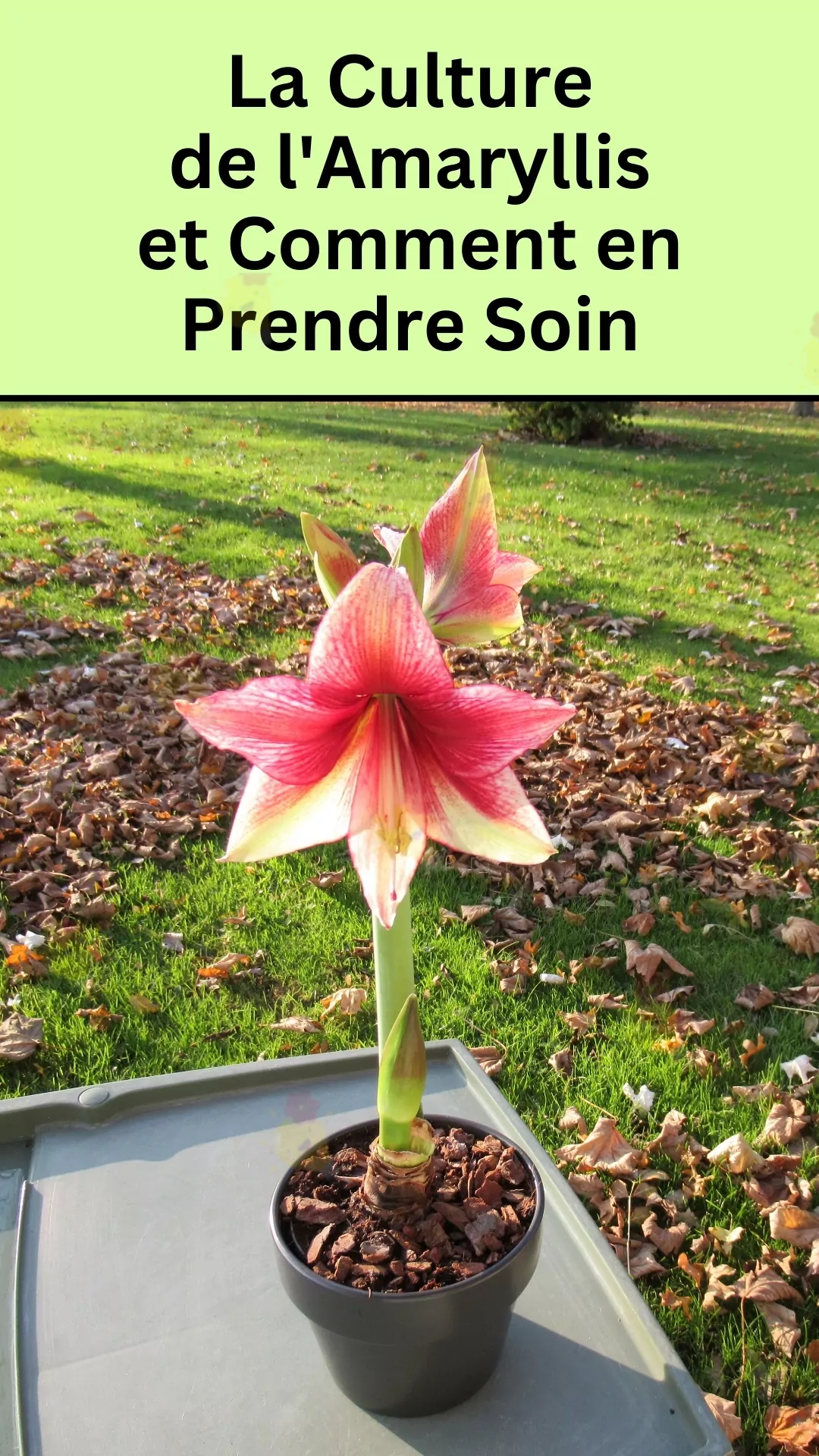 Prendre soin de l'amaryllis Vittata et de ses conditions de vie