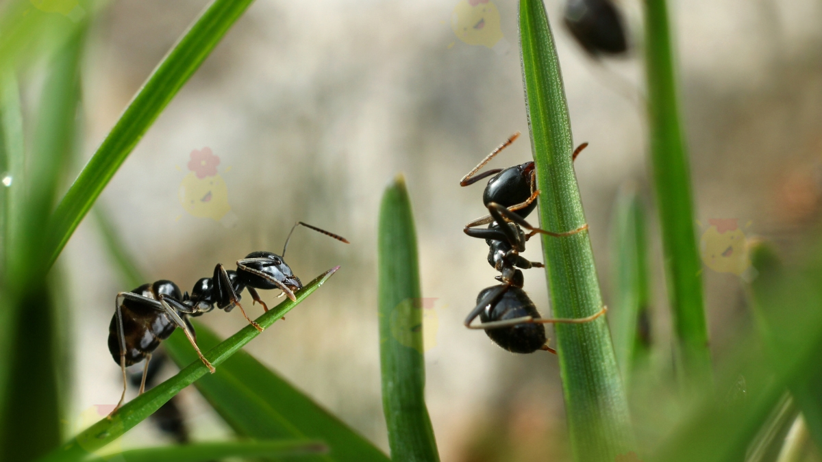 Plus de 15 Solutions pour Lutter contre les Fourmis du Jardin