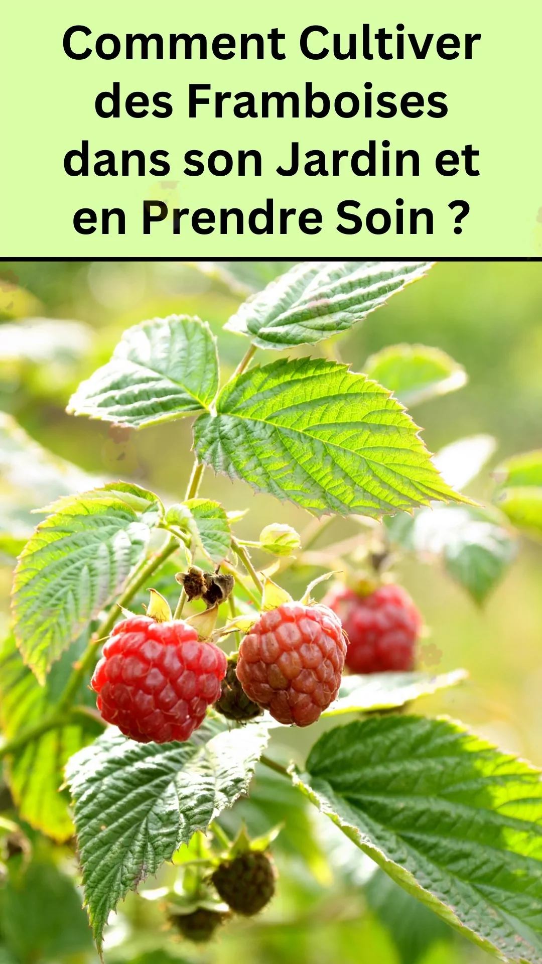 Le guide de culture d'un framboisier 