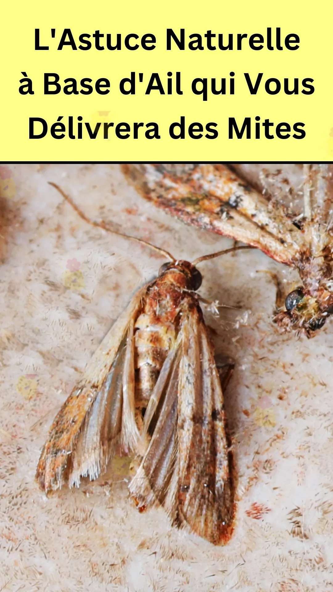 Combattre naturellement les parasites des céréales 