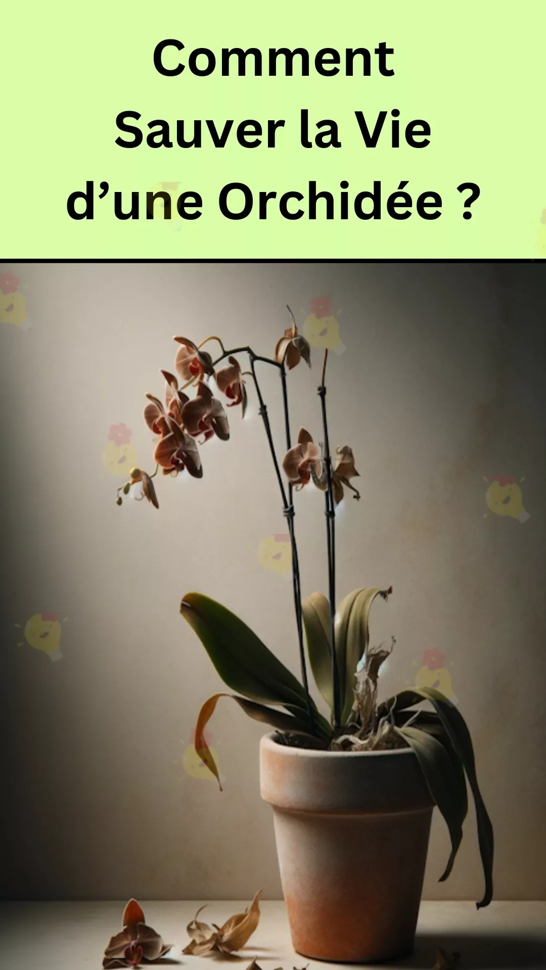 Récupérer une orchidée  